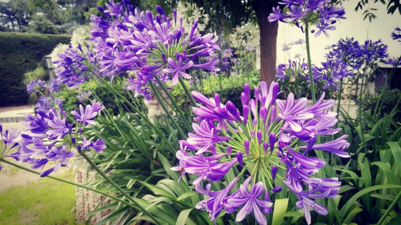 טרני Villa Mary מראה חיצוני תמונה